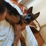 Denver - @denver.the.shepherd - Instagram