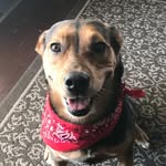 Denver - @denver_the_beagle_shepherd - Instagram