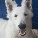 denver - @denverthewhiteshepherd - Instagram
