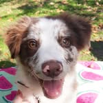 denver_dog - @denver_autralian_shepherd - Instagram