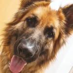 Denver - @german_shepherd_denver - Instagram