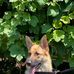 Denver German Shepherd Dogs - Facebook