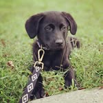Denver Ivy the Golden Shepherd - @denver.ivy - Instagram