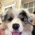 Denver, Living My Best Australian Shepherd Life  - Facebook