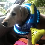 Denver Shepherd - @poolshep - Instagram
