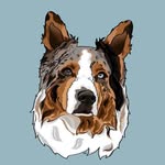 Denver The Australian Shepherd - @denverthemittenpup - Instagram