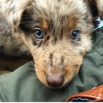 Denver the Australian Shepherd - @denver.dah.aussie - Instagram