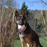 Denver The German Shepherd - @denvergsd - Instagram