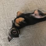 Denver_the_Shepherd - @denver_the_shepherd - Instagram