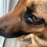 🤣🐶 - @denver_the_shepherd_dowg - Instagram