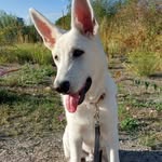 Denver White Swiss Shepherd - @denver.whiteshepherd - Instagram
