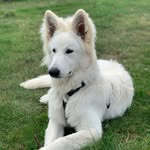 Denver - @whiteshepherddenver - Instagram