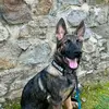 DenvertheShepherd - @denvertheshepherd - TikTok
