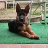 Luca Messina - @denvergermanshepherd - TikTok