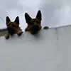 Lucys_pets🫶🏻 - @denver_the_shepherd_dawg - TikTok