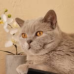 Denver_british_short_hair - @the_cat_denver - Instagram