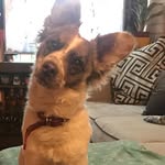 Denver Snow🐶 - @_denver.snow - Instagram