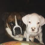 Denver & Duncan Walker - @denver_and_duncan - Instagram