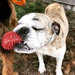 Denver Dog Walkers - @denver_dog_walkers - Instagram