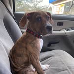 Denver the Goodest Boy🐶🐾 - @_denver_walker_ - Instagram