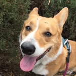 denver.dog.walker - @denver.dog.walker - Instagram