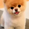 denverwilliams44 - @denver.williams22 - TikTok