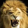 Siddharth_Yadav - @denzel.bennett20 - TikTok