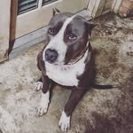 Denzel Levar Branch - @oily_pups - Instagram