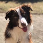 Denzel Brown - @bordercollie_denzel - Instagram
