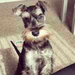 Denzel Burton - @denzeltheminischnauzer - Instagram