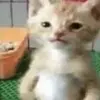 Denzel._.Castro - @denzel._.castro5 - TikTok