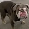 die brak - @deon.becker - TikTok