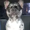 Oreo the French - @deondunnigan4532 - TikTok