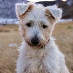 Deon MacMillan - @peluche_anewlife - Instagram