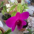 Deonarine Ramsaroop - Facebook