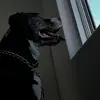 dereck_suarez - @dereck_suarez98 - TikTok