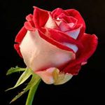 Derek Alden - @derekalden011 - Instagram