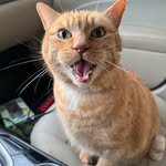 Derek Blanton - @catdad883 - Instagram