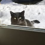 Derek Bright Anandakrishnan - @derek_the_tripod_cat - Instagram