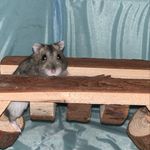 3 Dwarf Hamsters🐹 - @derek.bruce.eddie - Instagram