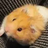 derekbucher176 - @derekbucher176 - TikTok