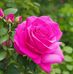 Tariq Bashir - Facebook