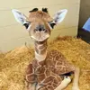 Derek Burton - @derek.burton - TikTok