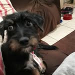 Derek shepard cão - @derekcao6 - Instagram