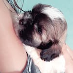 @derekcão - @derekcao0 - Instagram