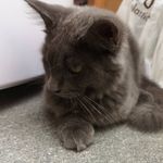Derek Chew - @pets_for_life_sg - Instagram