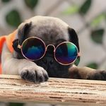 O pug Derek - @derek_christopher_shepherd_pug - Instagram