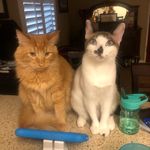 Derek and Colby - @kew.cats - Instagram