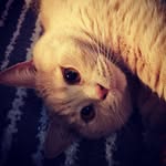 Derek Conn - @derek_britishshorthair - Instagram