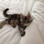 Derek Bear Maine Coon Cat - @derek.bearmaine_coon - Instagram